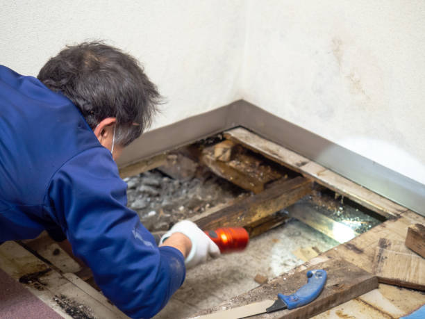Best Industrial Mold Remediation in Redington Shores, FL