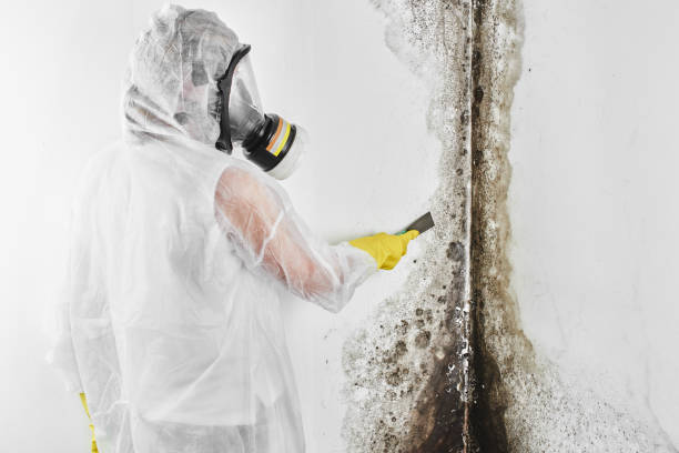 Best Residential Mold Remediation in Redington Shores, FL