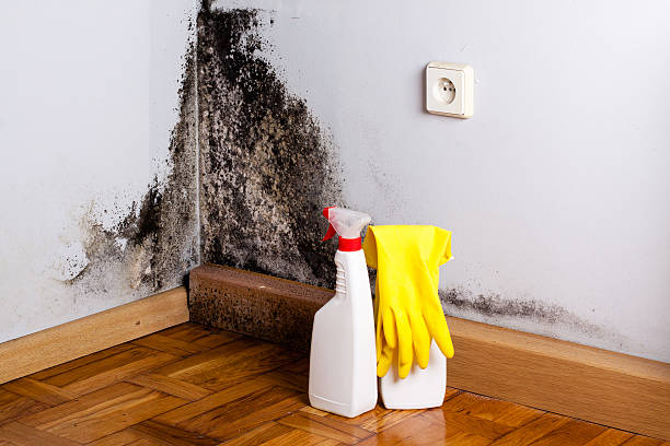 Best Black Mold Remediation in Redington Shores, FL